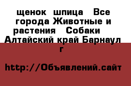 щенок  шпица - Все города Животные и растения » Собаки   . Алтайский край,Барнаул г.